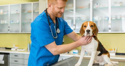 IVC Evidensia reported to be planning £Â£10bn London float